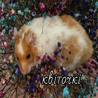 🥰 emoji catsanddogs Telegram sticker 22 of 56