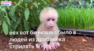 😳 emoji Сыгмо ➡️ @Ctikerubot Telegram sticker 24 of 37