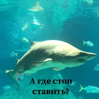 🤥 emoji Сутулая акула Telegram sticker 5 of 21