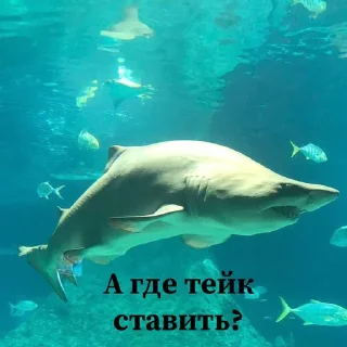 🤬 emoji Сутулая акула Telegram sticker 6 of 21