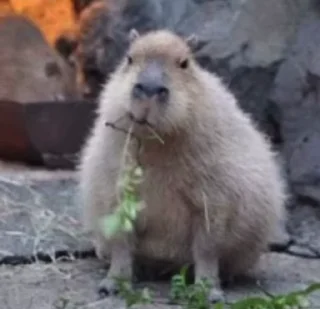 Sticker from Больше стикеров: @capybarastiker