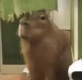 Sticker from Больше стикеров: @capybarastiker