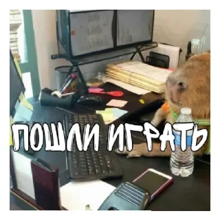 Sticker from Больше стикеров: @capybarastiker