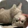 🐱 emoji кошаки @TgEmodziBot Telegram sticker 5 of 41
