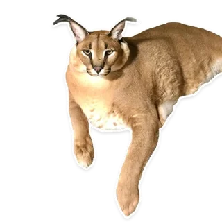 😐 emoji Big Floppa @homolvdens Telegram sticker 8 of 69