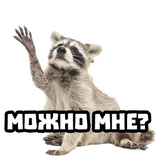 Sticker from Еноты @stickernayaa