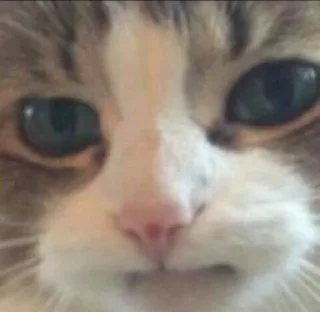 😐 emoji новый набор стикеров Telegram sticker 10 of 27