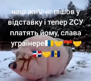 🌟 emoji Наші котики Telegram sticker 4 of 8