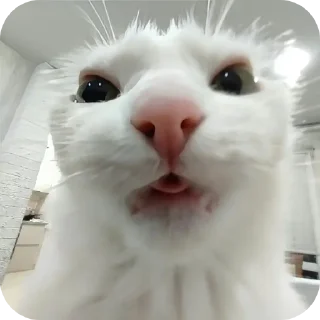 🐱 emoji kit Telegram sticker 14 of 15