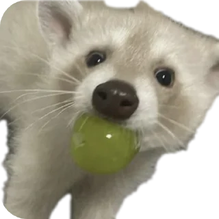 🍇 emoji Енотики🥰создатель-> @GeroinTG228 ➡️ @Ctikerubot Telegram sticker 16 of 40