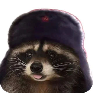 😛 emoji Енотики🥰создатель-> @GeroinTG228 ➡️ @Ctikerubot Telegram sticker 10 of 40