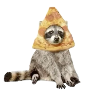 🍕 emoji Енотики🥰создатель-> @GeroinTG228 ➡️ @Ctikerubot Telegram sticker 21 of 40