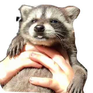 🥰 emoji Енотики🥰создатель-> @GeroinTG228 ➡️ @Ctikerubot Telegram sticker 18 of 40
