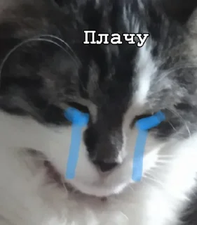 😭 emoji Нана🐈‍⬛️💗 Telegram sticker 22 of 32