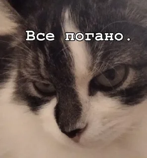 🤬 emoji Нана🐈‍⬛️💗 Telegram sticker 21 of 32