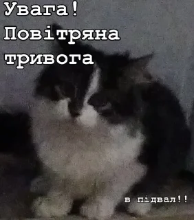 🆘 emoji Нана🐈‍⬛️💗 Telegram sticker 24 of 32