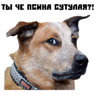 😑 emoji (@StickersHyickers) Псина Сутулая Telegram sticker 7 of 17