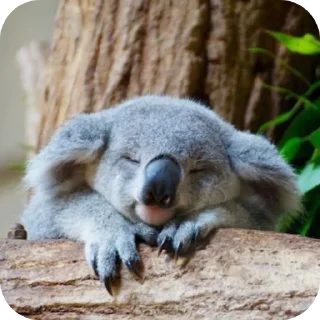 Sticker from Tense Koala