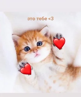 Sticker from милые пикчи!! by @QQWX1P