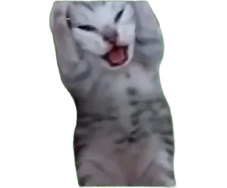 🙀 emoji Мемные коты (@lckvvv) Telegram sticker 15 of 19