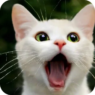 🙀 emoji Мемные коты (@lckvvv) Telegram sticker 10 of 19