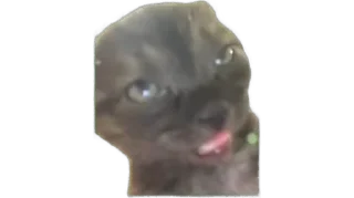 🐱 emoji Мемные коты (@lckvvv) Telegram sticker 14 of 19