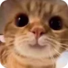 🙂 emoji @just_a_humble_cat Kitty Terraverse Telegram sticker 4 of 200