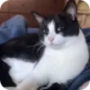 😉 emoji @just_a_humble_cat Kitty Terraverse Telegram sticker 7 of 200