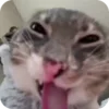 🤪 emoji @just_a_humble_cat Kitty Terraverse Telegram sticker 14 of 200