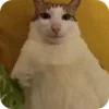 😉 emoji @just_a_humble_cat Kitty Terraverse Telegram sticker 8 of 200