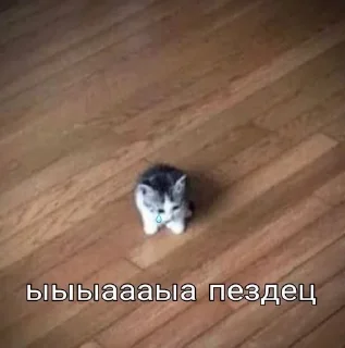 😢 emoji Мишаня🥵 Telegram sticker 20 of 28