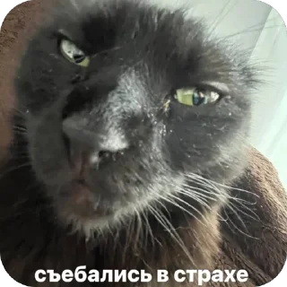 🫥 emoji марсик бог. Telegram sticker 15 of 21