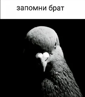 Sticker from че то странное