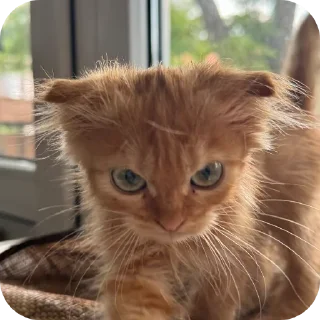 🐱 emoji котики- наше всё Telegram sticker 8 of 64