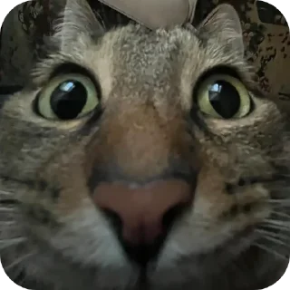 🐱 emoji котики- наше всё Telegram sticker 22 of 64