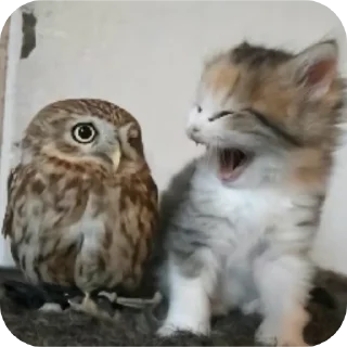 👍 emoji котики- наше всё Telegram sticker 7 of 64