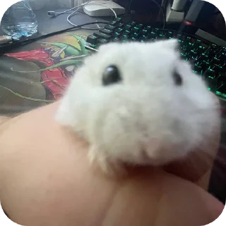 👍 emoji котики- наше всё Telegram sticker 18 of 64