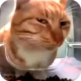 🤳 emoji котики- наше всё Telegram sticker 3 of 64