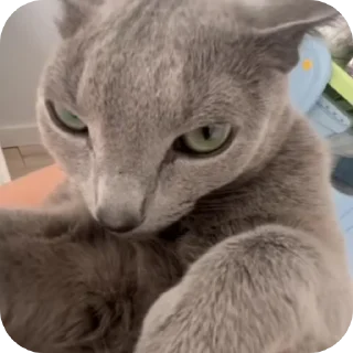 🖼 emoji котики- наше всё Telegram sticker 6 of 64