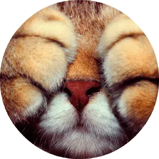 🙈 emoji Ukrain3anШтаб by @StepanBanderaOUN — @stckrRobot Telegram sticker 11 of 115