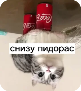 🌟 emoji ваша няшка умерла Telegram sticker 20 of 53