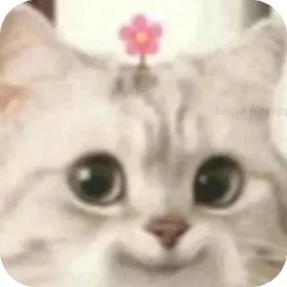Sticker from Kitties :: @Dara1i