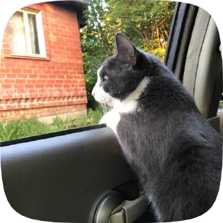😎 emoji усик снюсик <3 Telegram sticker 17 of 76