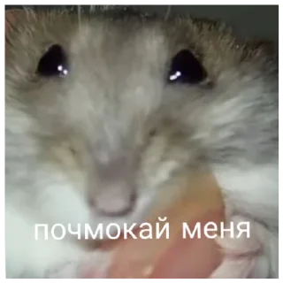 Sticker from хомачка пак 🥀 (@pochimydba)
