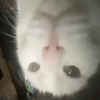 ❤️ emoji В семье не без гандона Telegram sticker 15 of 71