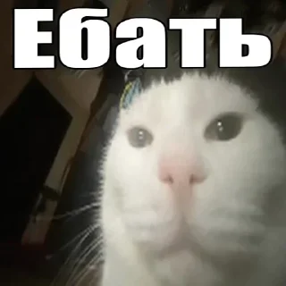 ❤️ emoji В семье не без гандона Telegram sticker 18 of 71