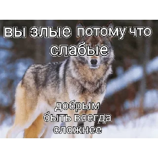 Sticker from Цитаты волка