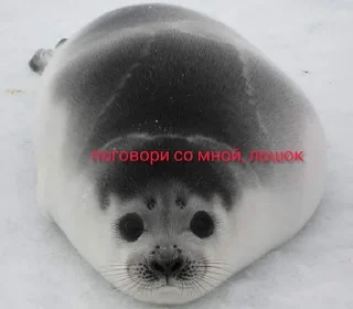 Sticker from отборные нерпы от эвелины