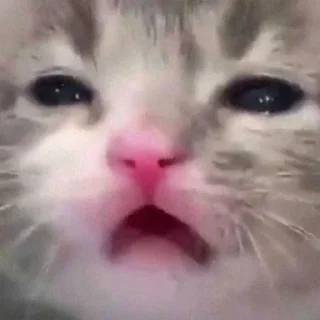 😣 emoji Mısıq Emes Telegram sticker 24 of 120