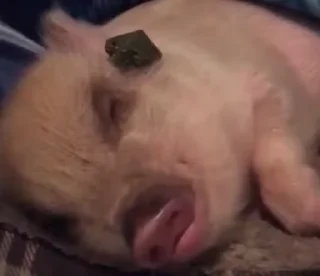 🐷 emoji Больше стиков тут: @stikery4 Telegram sticker 15 of 50